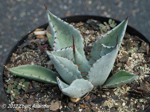 agave parrasana
