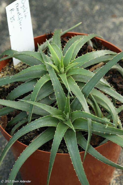 Dyckia remotiflora (live plants)