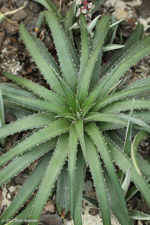 Dyckia remotiflora