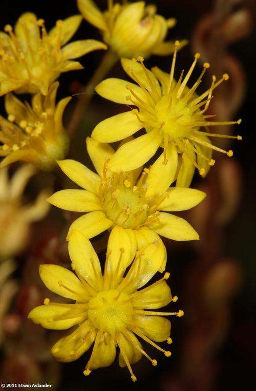 aeonium sedifolium