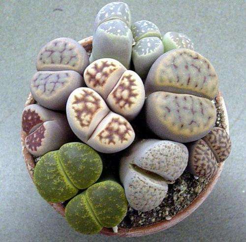 Lithops mixed species,  packet of 100 seeds.