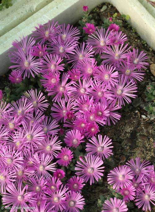 Trichodiadema densum (live plants)