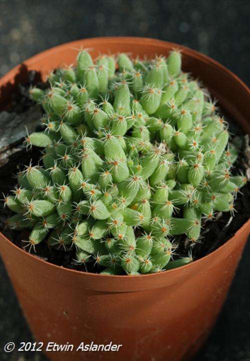 trichodiadema densum