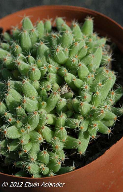 trichodiadema densum
