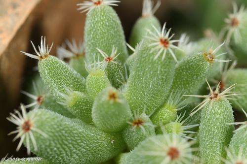 trichodiadema densum