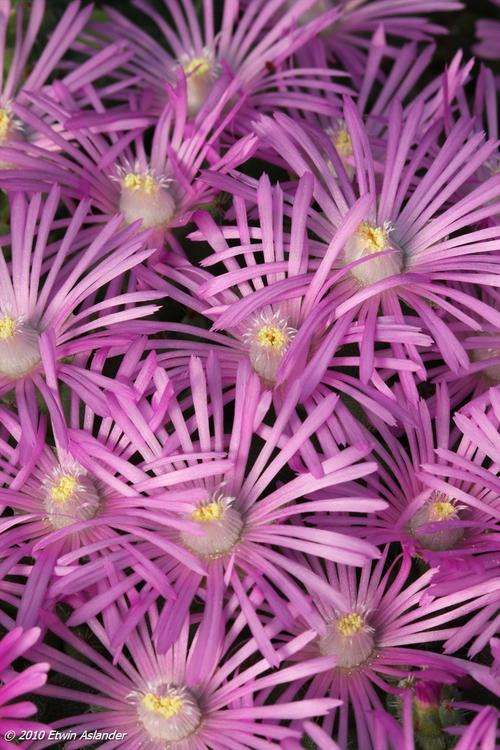 Trichodiadema densum