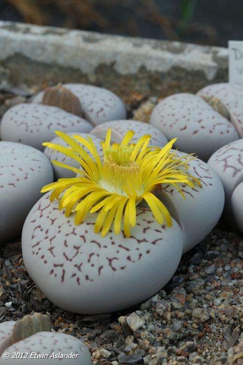 Dinteranthus vanzylii - 100 seeds