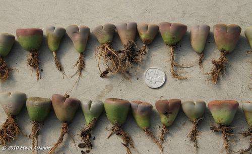 lithops plants