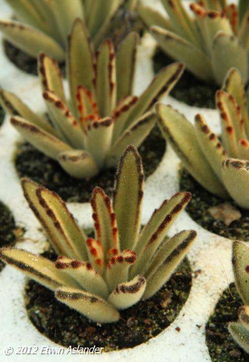 kalanchoe tomentosa Golden Girl