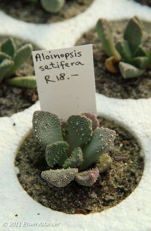 aloinopsis setifera