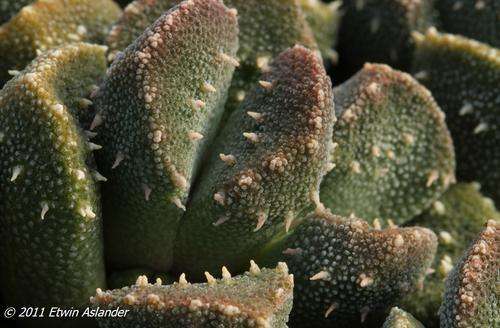 aloinopsis setifera