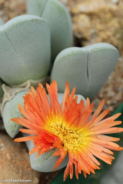Cheiridopsis pillansii (live plants)