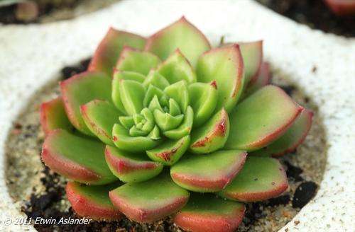 Sedeveria letizia (live plants)