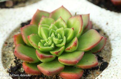 sedeveria letizia