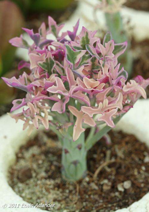 Senecio articulatus - variegated form (live plants)