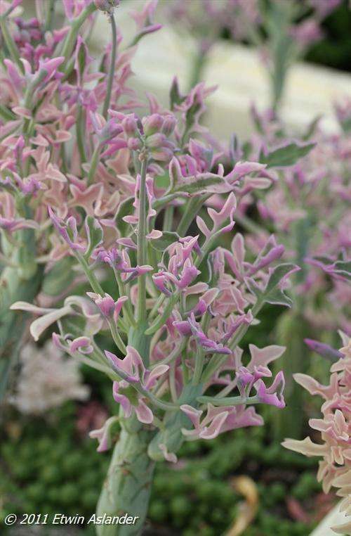 Senecio articulatus variegated