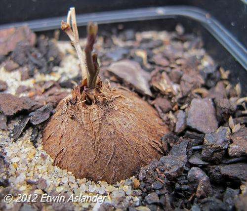 Dioscorea sylvatica (live plants)
