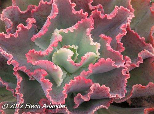 Echeveria Dick's Pink (live plants)