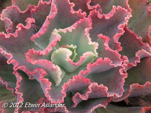 echeveria dick's pink