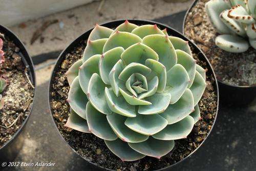 Echeveria imbricata (live plants)