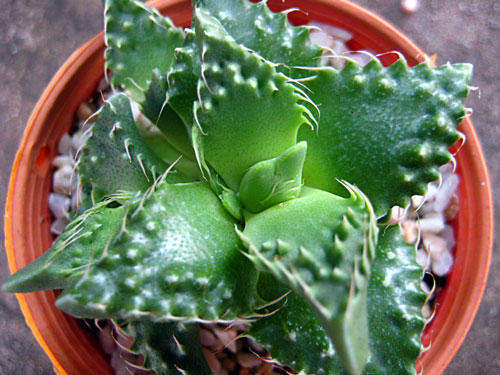 faucaria tubercolosa