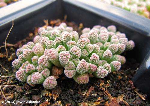 Neohenricia sibbettii  (plants)