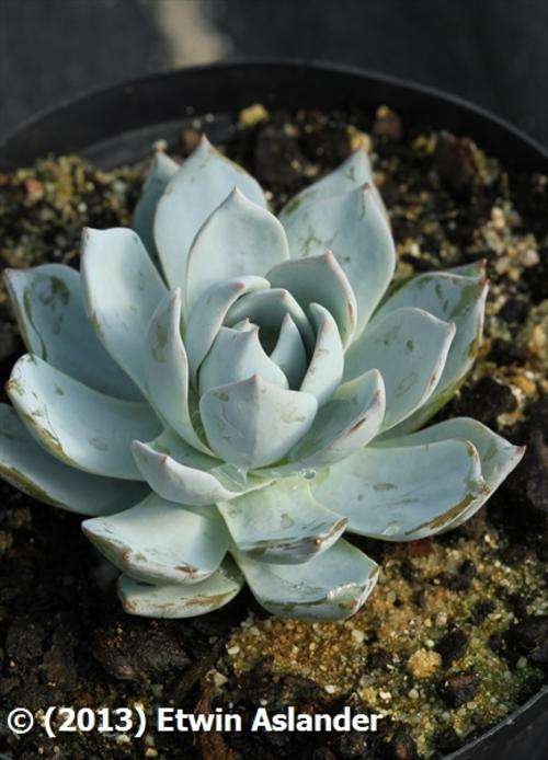 Echeveria peacockii  (plants)