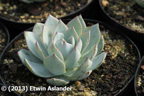 Echeveria peacockii