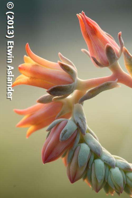 echeveria peacockii flowers