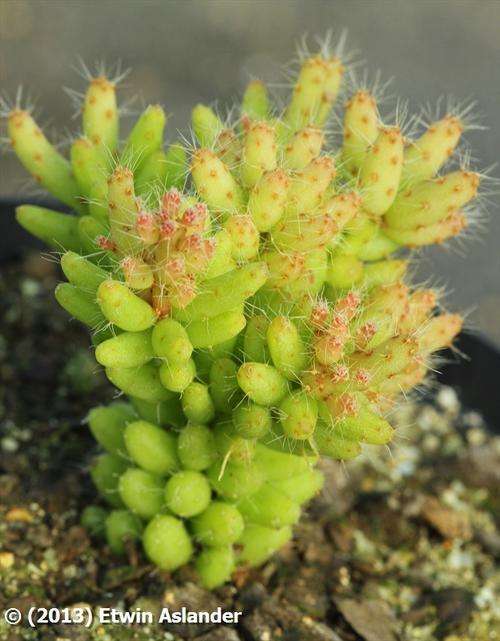 rhipsalis mesembryanthemoides