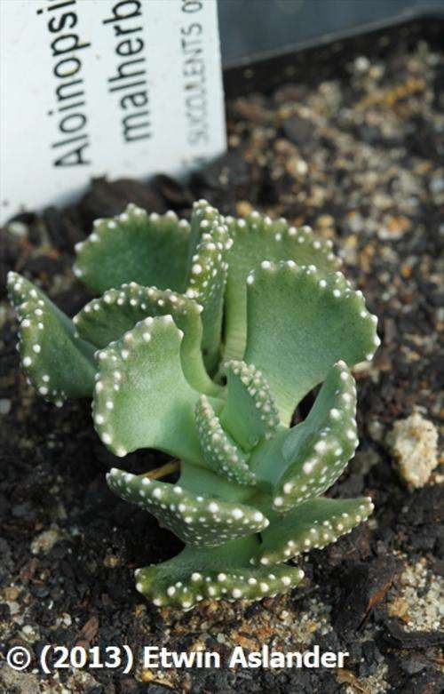 Aloinopsis malherbei  (plants)