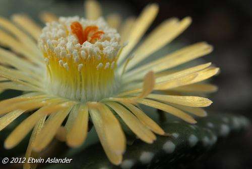 Aloinopsis malherbei - 100 seeds