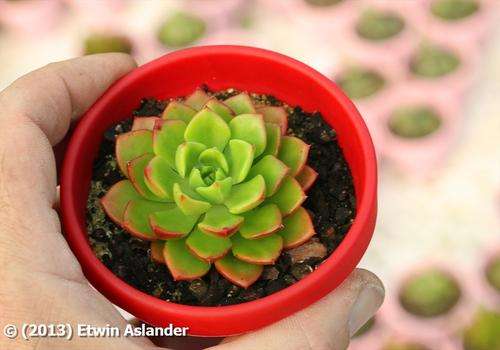 Sedeveria letizia (live plants)