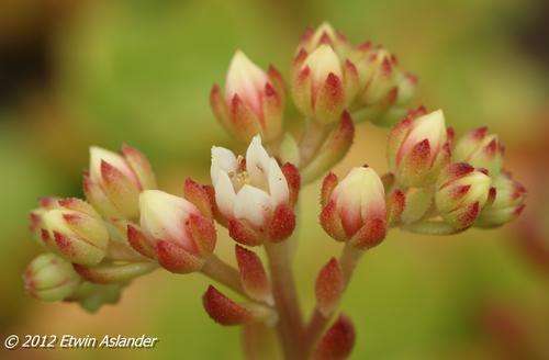 sedeveria letizia