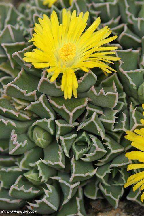 faucaria boscheana