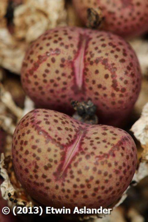 conophytum truncatum var. wiggettiae