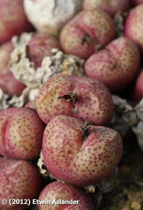 conophytum truncatum var. wiggettiae