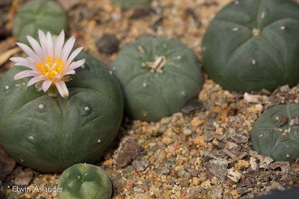 lophophora williamsii