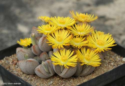 Dinteranthus microspermus ssp. puberulus - 100 seeds