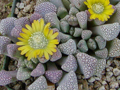 Titanopsis schwantesii -30 seeds