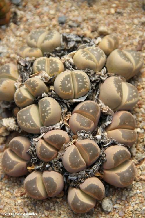Lithops olivacea  -30 seeds