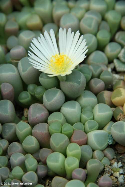 Fenestraria rhophalophylla (white flowering form) -100 seeds