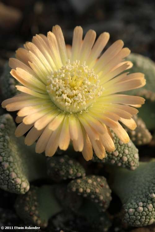 Aloinopsis lodewyckii - 30 seeds