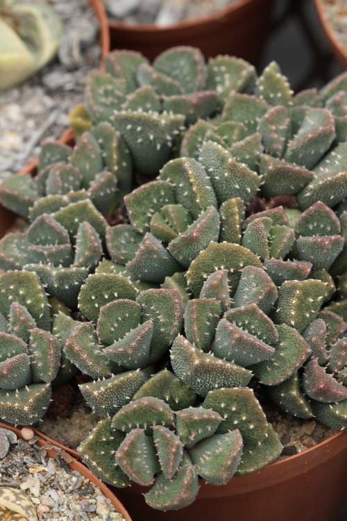 Aloinopsis setifera - 100 seeds
