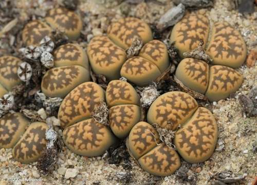 Lithops karasmontana ssp. bella  -30 seeds