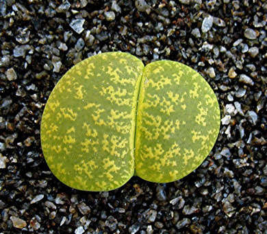Lithops lesliei cv. Albinica  -30 seeds