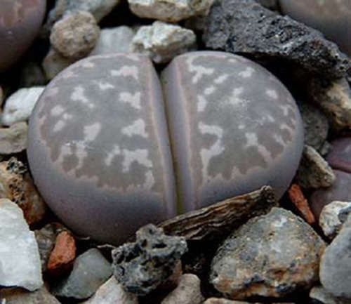 Lithops marmorata  -30 seeds