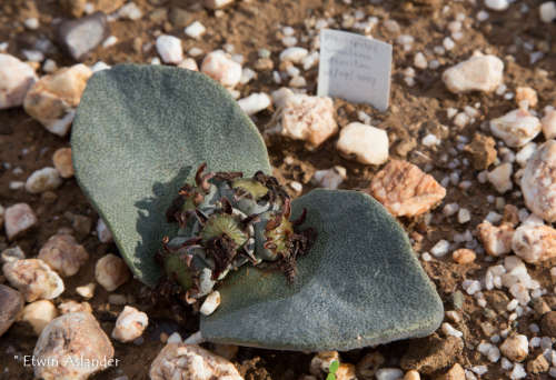 Pleiospilos simulans - 100 seeds