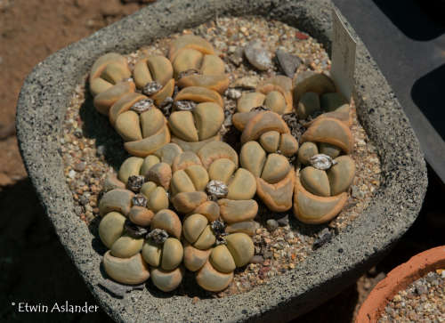 Lithops meyeri  -30 seeds
