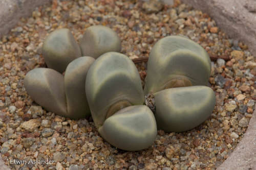 Lithops meyeri  -30 seeds